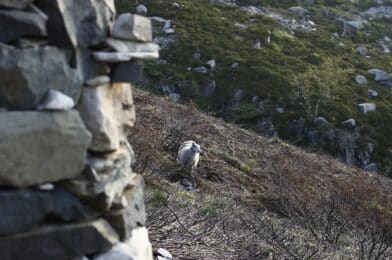 Ein varde og ein sau i Stordfjellet.